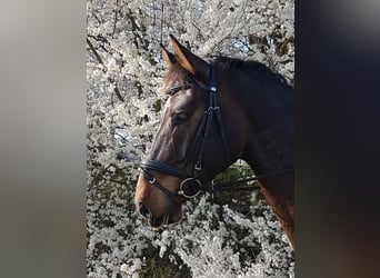Tschechisches Warmblut, Wallach, 6 Jahre, 170 cm, Brauner