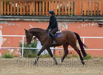 Tschechisches Warmblut, Wallach, 6 Jahre, 171 cm, Brauner