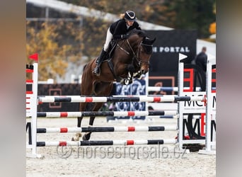 Tschechisches Warmblut, Wallach, 6 Jahre, 171 cm, Brauner