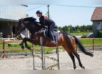 Tschechisches Warmblut, Wallach, 6 Jahre, 171 cm, Dunkelbrauner