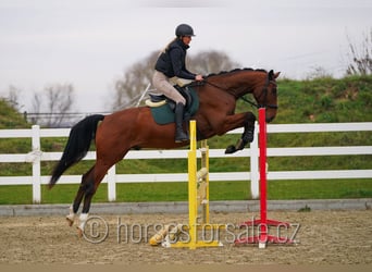 Tschechisches Warmblut, Wallach, 6 Jahre, 171 cm