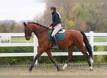 Tschechisches Warmblut, Wallach, 6 Jahre, 171 cm