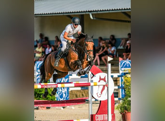 Tschechisches Warmblut, Wallach, 6 Jahre, 172 cm, Brauner