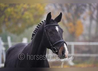 Tschechisches Warmblut, Wallach, 6 Jahre, 172 cm, Schwarzbrauner