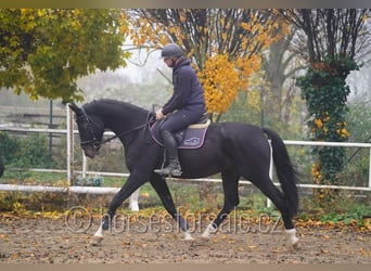 Tschechisches Warmblut, Wallach, 6 Jahre, 172 cm