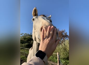 Tschechisches Warmblut, Wallach, 6 Jahre, 180 cm, Schimmel