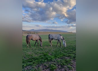 Tschechisches Warmblut, Wallach, 6 Jahre, 180 cm, Schimmel
