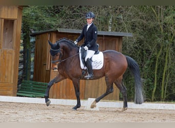 Tschechisches Warmblut, Wallach, 7 Jahre, 164 cm, Rotbrauner