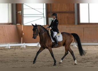 Tschechisches Warmblut, Wallach, 7 Jahre, 164 cm, Rotbrauner