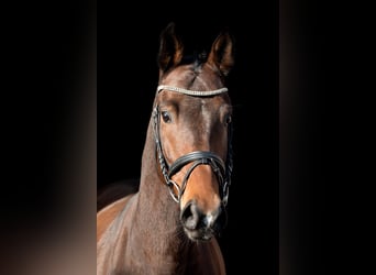 Tschechisches Warmblut, Wallach, 7 Jahre, 164 cm, Rotbrauner