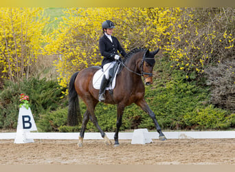 Tschechisches Warmblut, Wallach, 7 Jahre, 164 cm, Rotbrauner