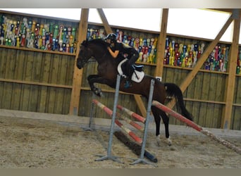 Tschechisches Warmblut, Wallach, 7 Jahre, 164 cm, Rotbrauner