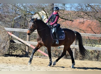 Tschechisches Warmblut, Wallach, 7 Jahre, 164 cm, Rotbrauner