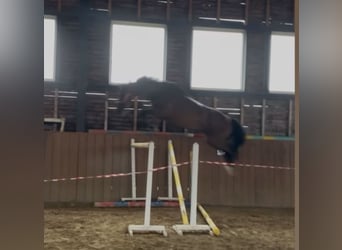 Tschechisches Warmblut, Wallach, 7 Jahre, 165 cm, Brauner