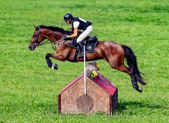 Tschechisches Warmblut, Wallach, 7 Jahre, 166 cm, Brauner