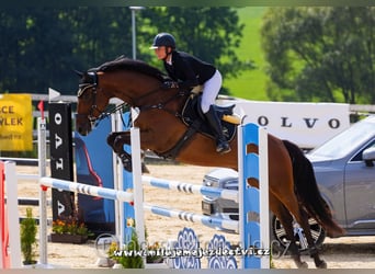 Tschechisches Warmblut, Wallach, 7 Jahre, 166 cm, Brauner