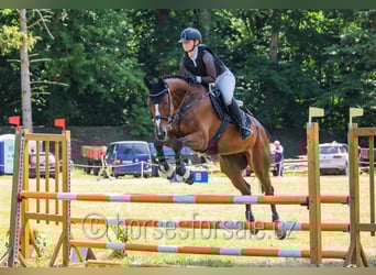 Tschechisches Warmblut, Wallach, 7 Jahre, 167 cm, Brauner