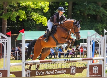 Tschechisches Warmblut, Wallach, 7 Jahre, 167 cm, Brauner