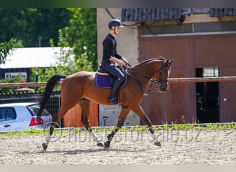 Tschechisches Warmblut, Wallach, 7 Jahre, 167 cm, Brauner