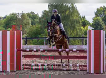 Tschechisches Warmblut, Wallach, 7 Jahre, 167 cm, Brauner