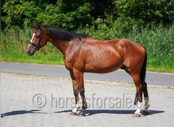 Tschechisches Warmblut, Wallach, 7 Jahre, 167 cm, Brauner