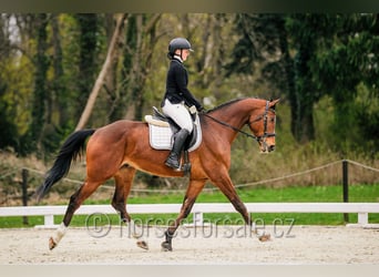 Tschechisches Warmblut, Wallach, 7 Jahre, 167 cm, Brauner