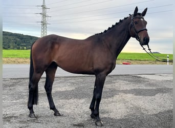 Tschechisches Warmblut, Wallach, 7 Jahre, 167 cm, Dunkelbrauner