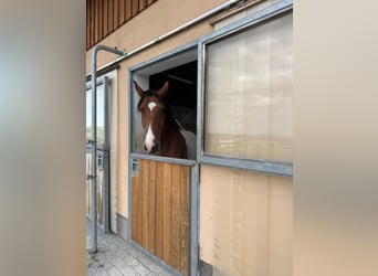 Tschechisches Warmblut, Wallach, 7 Jahre, 167 cm, Schecke