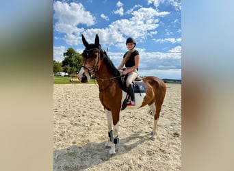 Tschechisches Warmblut, Wallach, 7 Jahre, 167 cm, Schecke