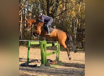 Tschechisches Warmblut, Wallach, 7 Jahre, 170 cm, Rotbrauner