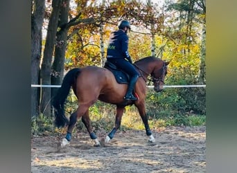 Tschechisches Warmblut, Wallach, 7 Jahre, 170 cm, Rotbrauner