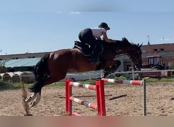 Tschechisches Warmblut, Wallach, 7 Jahre, 170 cm, Rotbrauner