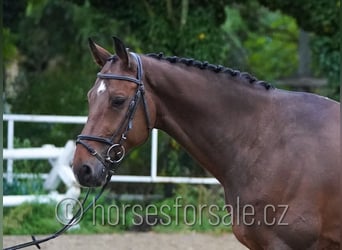 Tschechisches Warmblut, Wallach, 7 Jahre, 171 cm, Brauner