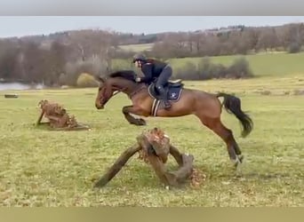 Tschechisches Warmblut, Wallach, 7 Jahre, 171 cm, Brauner