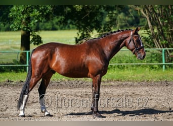 Tschechisches Warmblut, Wallach, 7 Jahre, 173 cm, Dunkelfuchs