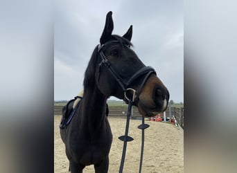 Tschechisches Warmblut, Wallach, 7 Jahre, 178 cm, Schwarzbrauner