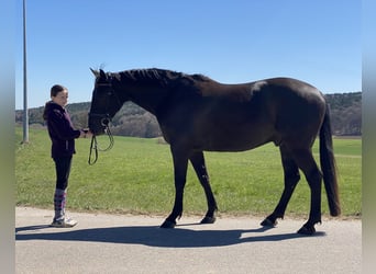 Tschechisches Warmblut, Wallach, 8 Jahre, 161 cm, Rappe