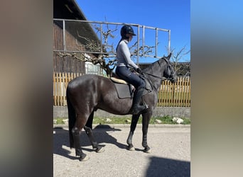 Tschechisches Warmblut, Wallach, 8 Jahre, 161 cm, Rappe