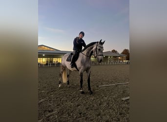 Tschechisches Warmblut, Wallach, 8 Jahre, 163 cm, Apfelschimmel