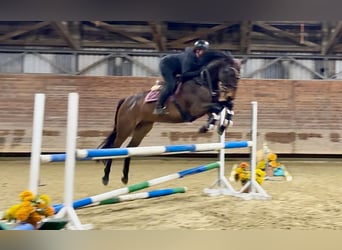 Tschechisches Warmblut, Wallach, 8 Jahre, 170 cm, Brauner