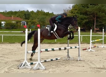 Tschechisches Warmblut, Wallach, 8 Jahre, 170 cm, Dunkelbrauner