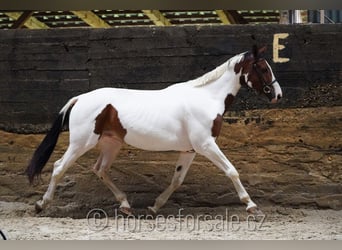 Tschechisches Warmblut, Wallach, 8 Jahre, 171 cm, Schecke