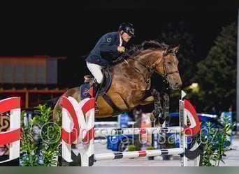 Tschechisches Warmblut, Wallach, 8 Jahre, 172 cm, Brauner