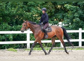 Tschechisches Warmblut, Wallach, 8 Jahre, 172 cm, Brauner