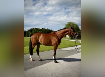 Tschechisches Warmblut, Wallach, 8 Jahre, 173 cm, Brauner
