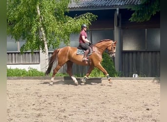 Tschechisches Warmblut, Wallach, 8 Jahre, 180 cm, Fuchs