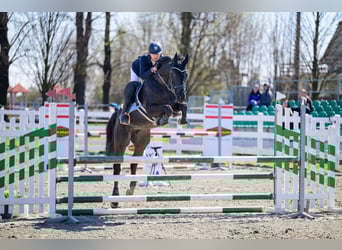 Tschechisches Warmblut, Wallach, 9 Jahre, 164 cm, Dunkelbrauner