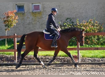 Tschechisches Warmblut, Wallach, 9 Jahre, 165 cm, Brauner