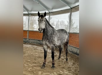 Tschechisches Warmblut, Wallach, 9 Jahre, 168 cm, Falbe