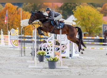 Tschechisches Warmblut, Wallach, 9 Jahre, 170 cm, Brauner